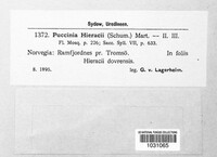 Puccinia hieracii image